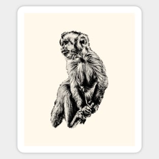 Tufted capuchin Sticker